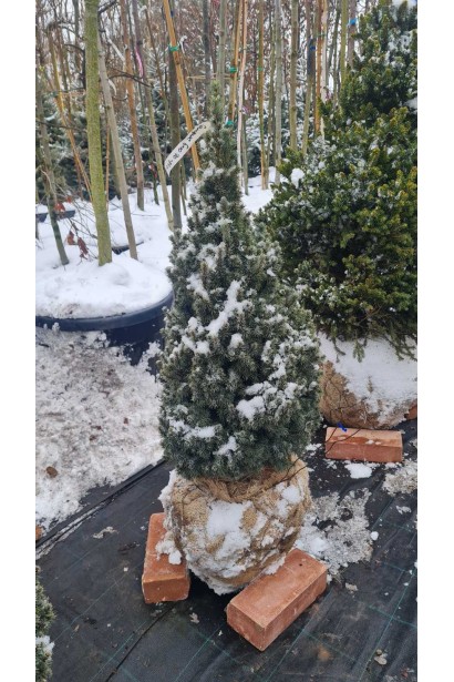 Ялина канадська Сандерс Блю - ком30кг/вис.70-80см/Ø35-40см